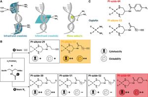 Understanding DNA Repair Mechanisms in Response to Cisplatin-Induced Damage