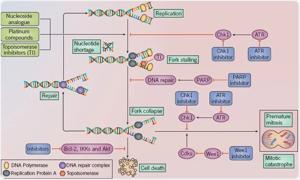 Phases of DNA Repair in the Cell Cycle