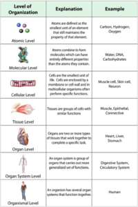 Understanding Tissue Damage: Types and Implications