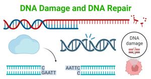 Recovery from DNA Damage: Mechanisms and Pathways